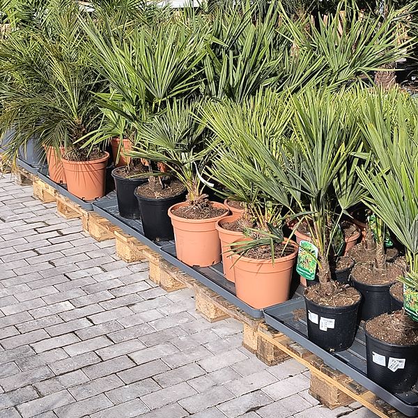 Las plantas de exterior
