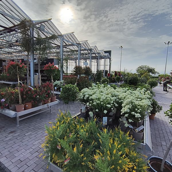 Outdoor plants