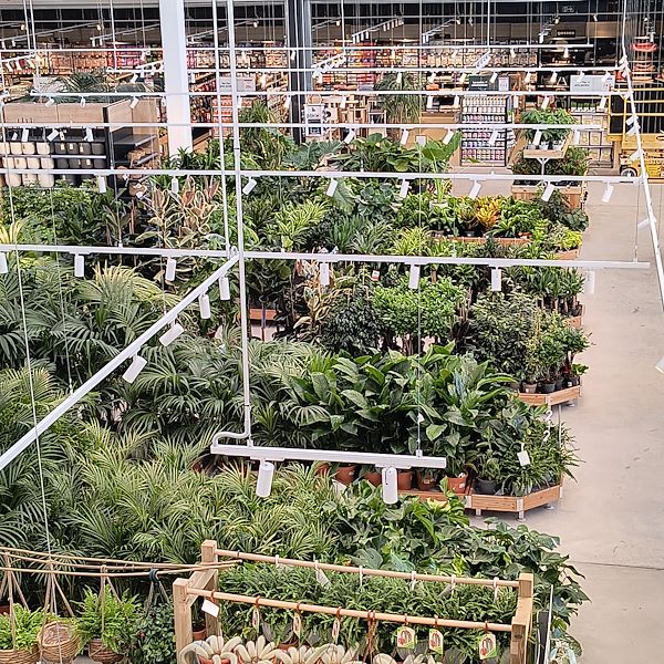 Las plantas de interior