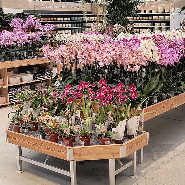 Les plantes d'intérieur
