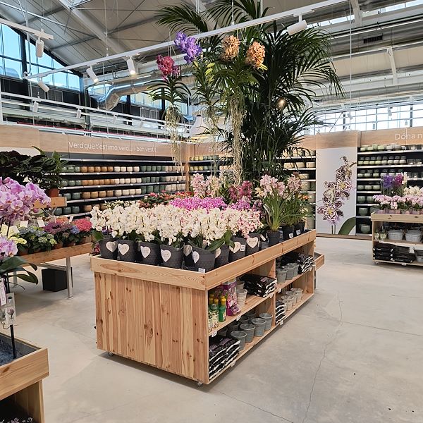 Les plantes d'intérieur