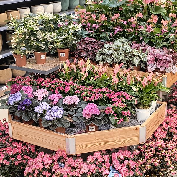Las plantas de interior