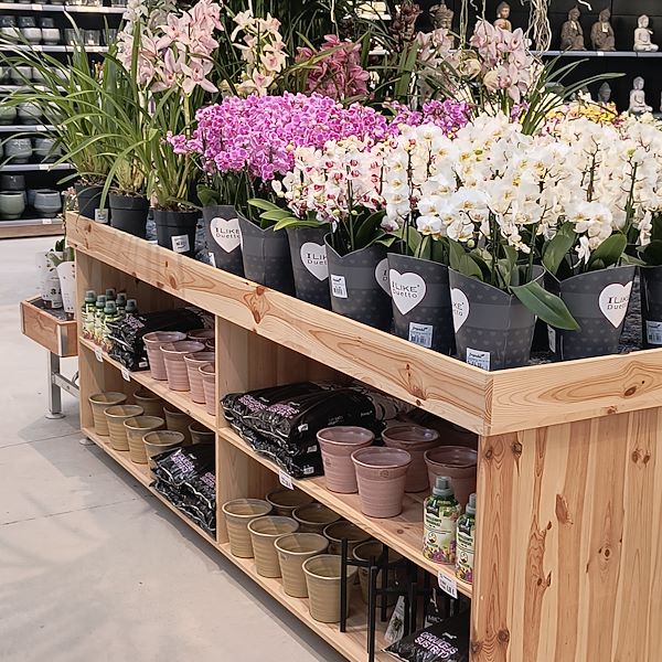 Les plantes d'intérieur