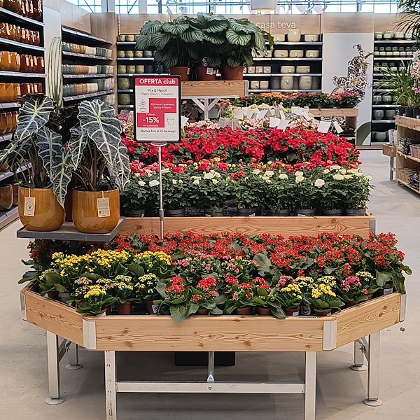 Las plantas de interior