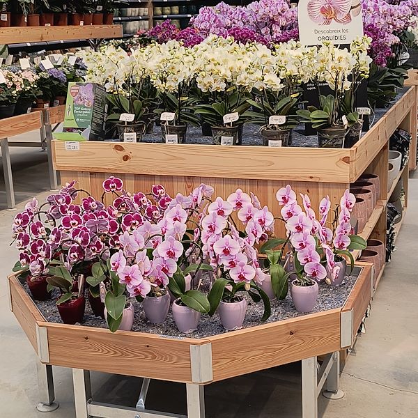 Les plantes d'intérieur