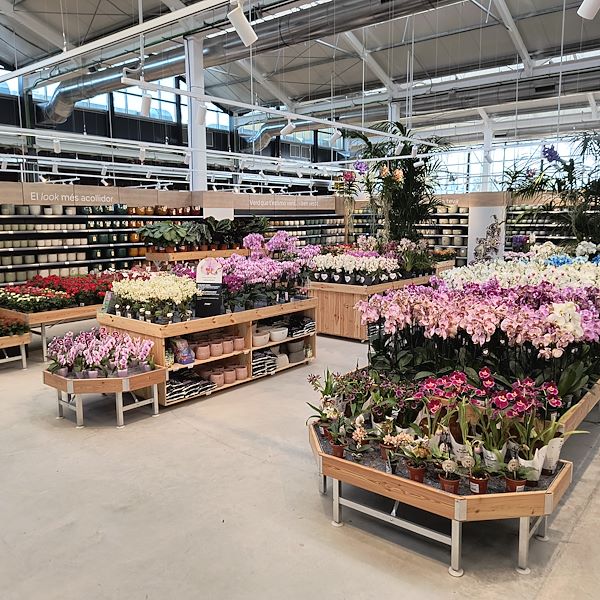 Las plantas de interior