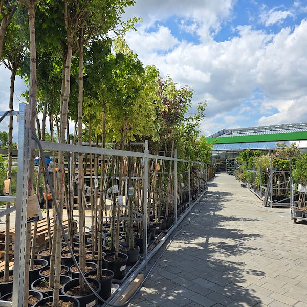 La apertura - PRAKTIS