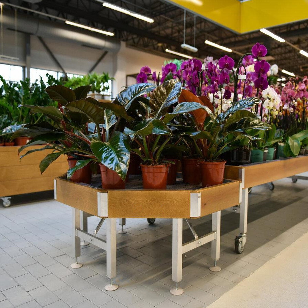 End Cap, Wood line AMOR