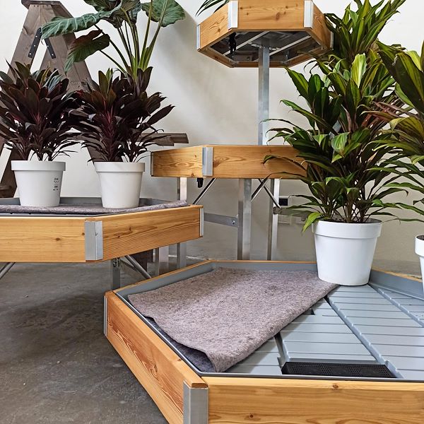 Hexagonal, wood line AMOR