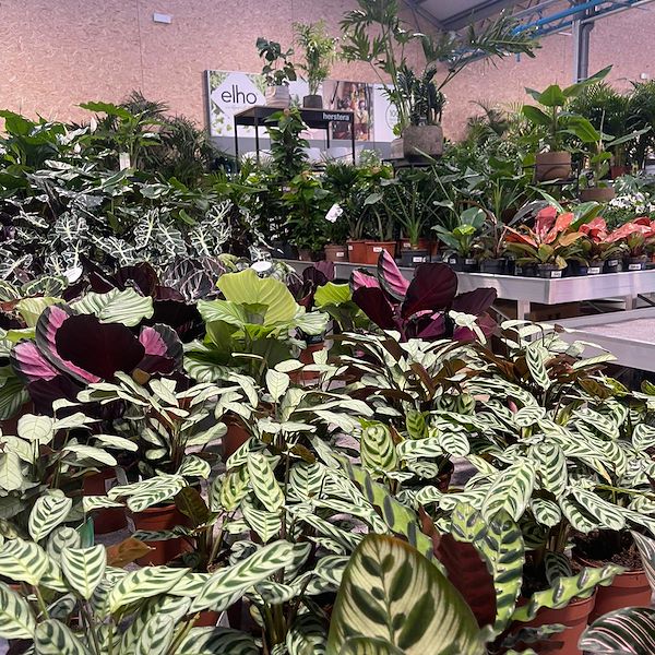 FINAL RESULT OF THE GARDEN CENTER OFORNO
