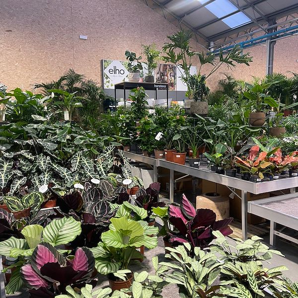 RÉSULTAT FINAL DE LA JARDINERIE OFORNO