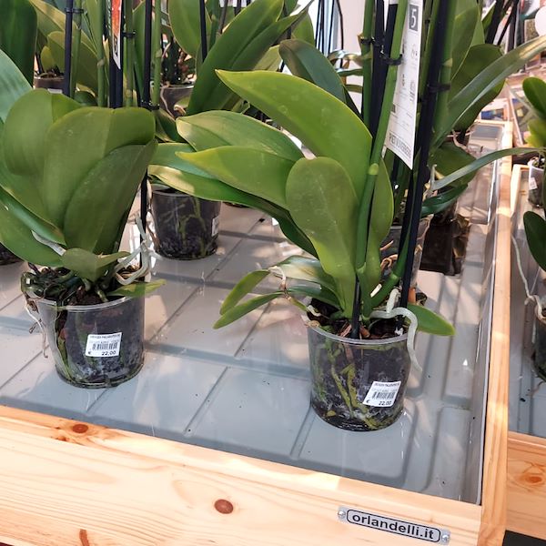 El Garden Center Il Tulipano se renueva con estilo