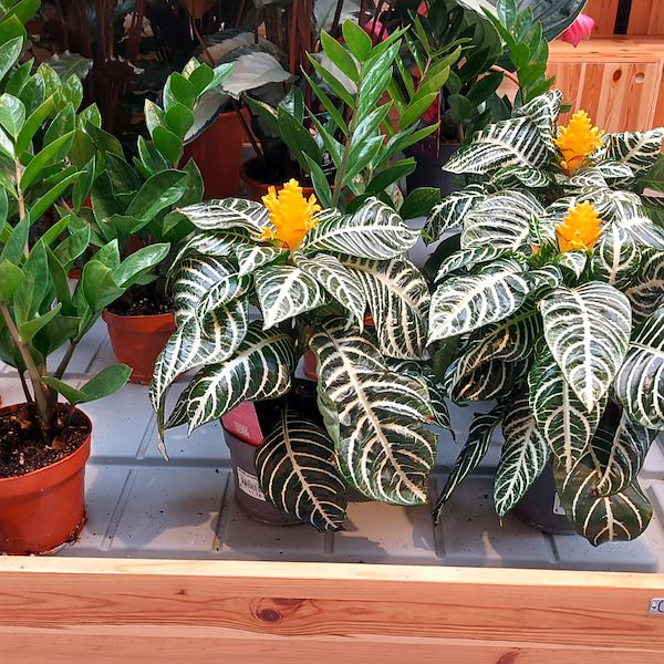 Le Garden Center Il Tulipano se renouvelle avec style