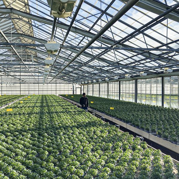 The robot that revolutionizes agriculture is here: record efficiency in the greenhouses of the future