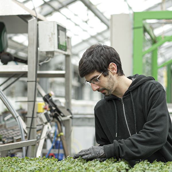Llega el robot que revoluciona la agricultura: eficiencia récord en los invernaderos du futuro