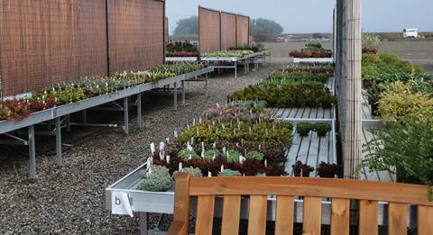 Blooming Nursery, Oregon (USA), un an après la fourniture de tables et présentoirs en aluminium