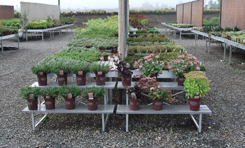 Blooming Nursery, Oregon (USA), un anno dopo la fornitura di bancali ed espositori in alluminio