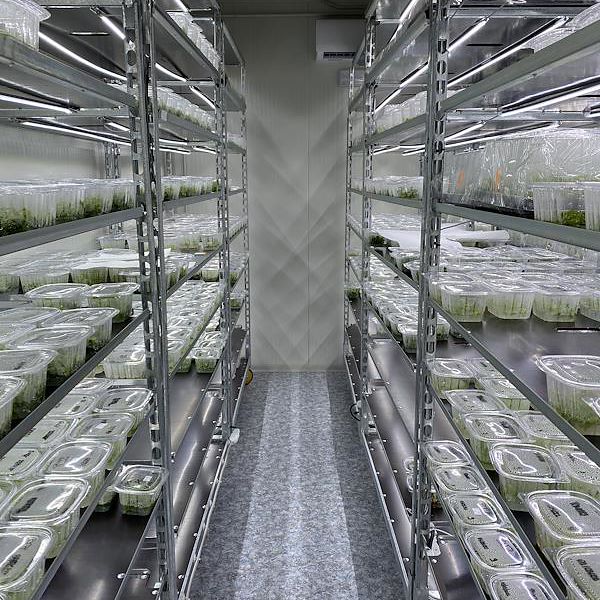 DC trolley with LED lights kit for GERMINATION and GRAFTING - 8 lamps