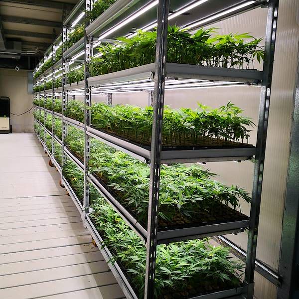 DC trolley with LED lights kit for GERMINATION and GRAFTING - 8 lamps