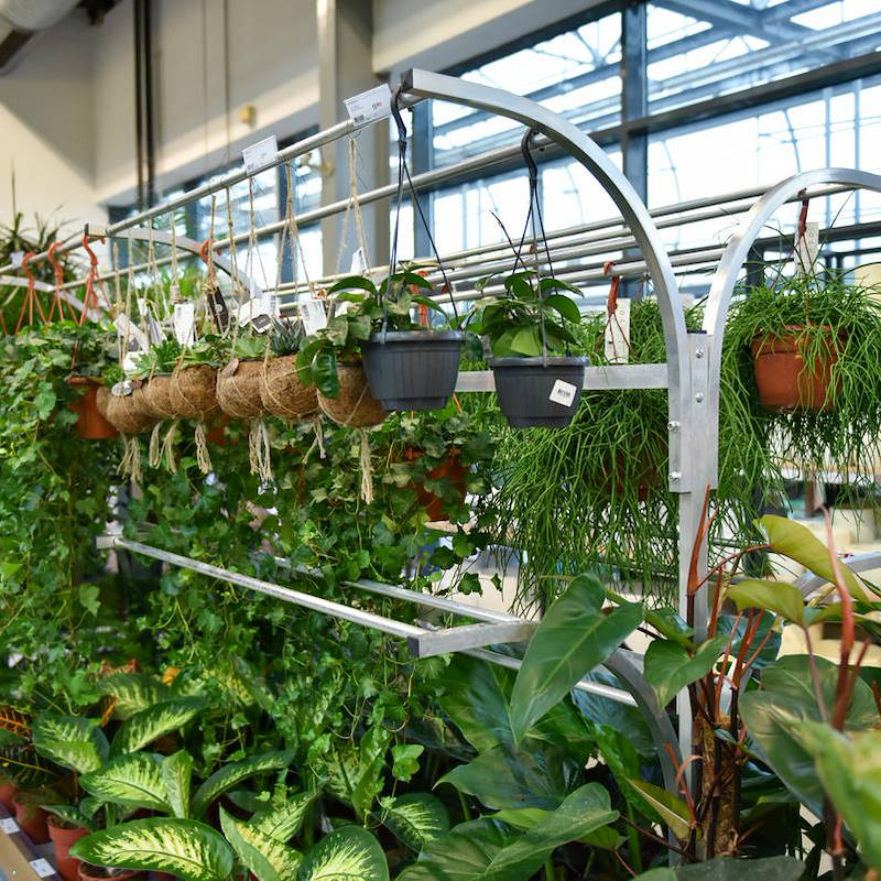 Chiringuito - pot plants display