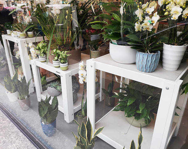 Die Oasi dei fiori in Mailand erhält ein neues, junges und elegantes Layout