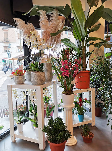 Die Oasi dei fiori in Mailand erhält ein neues, junges und elegantes Layout