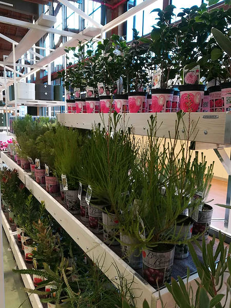 El Invernadero de Flora Toscana