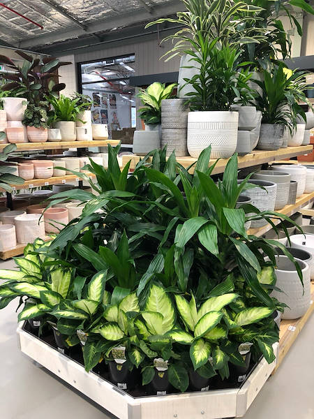 El nuevo vivero “Flower Power”