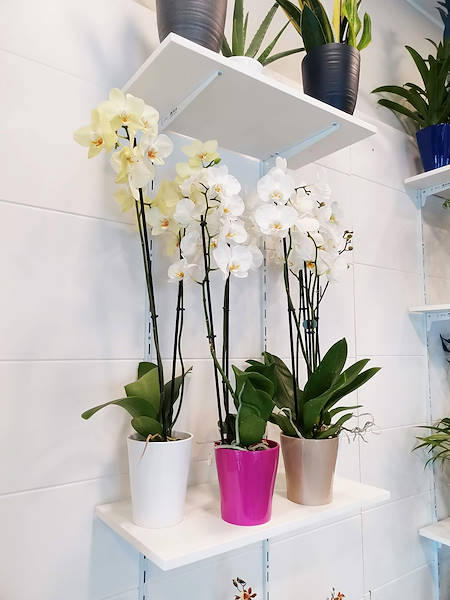 El Oasi dei fiori de Milán se renueva con un diseño juvenil y elegante