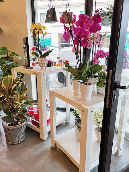 El Oasi dei fiori de Milán se renueva con un diseño juvenil y elegante