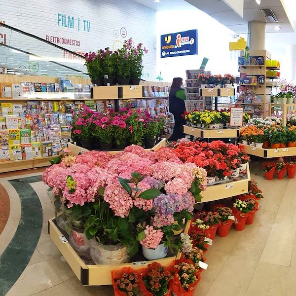 Table hexagonale Ligne en Bois AMOR