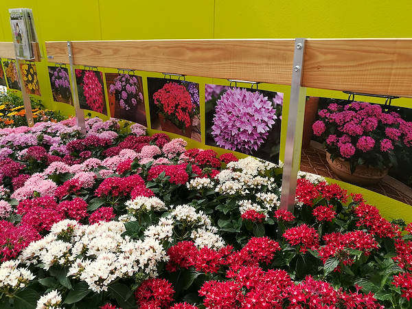 FlowerTrials 2017