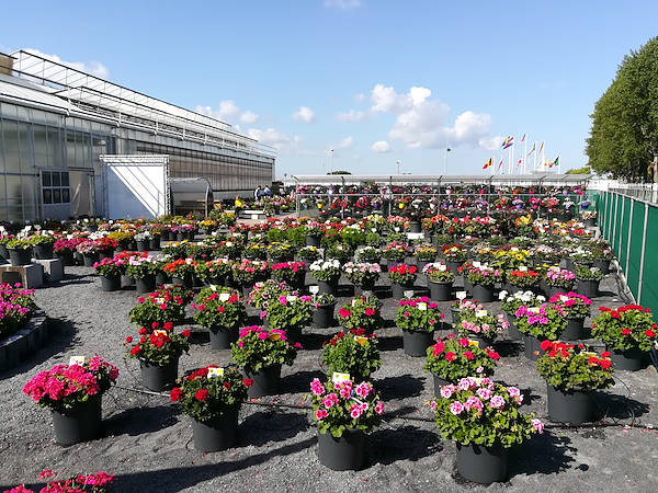 FlowerTrials 2017