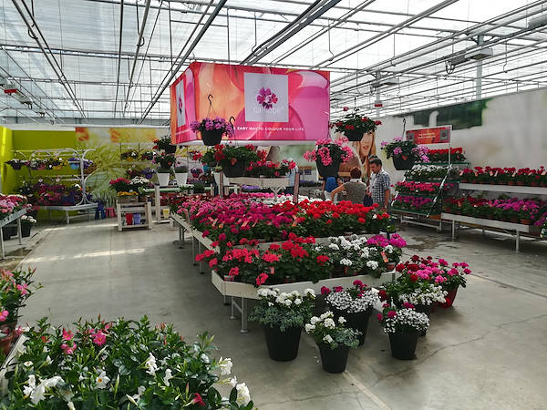 FlowerTrials 2017