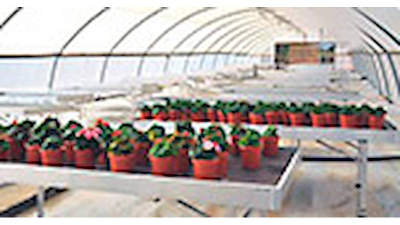 Fornitura bancali per fiori e piante ad un