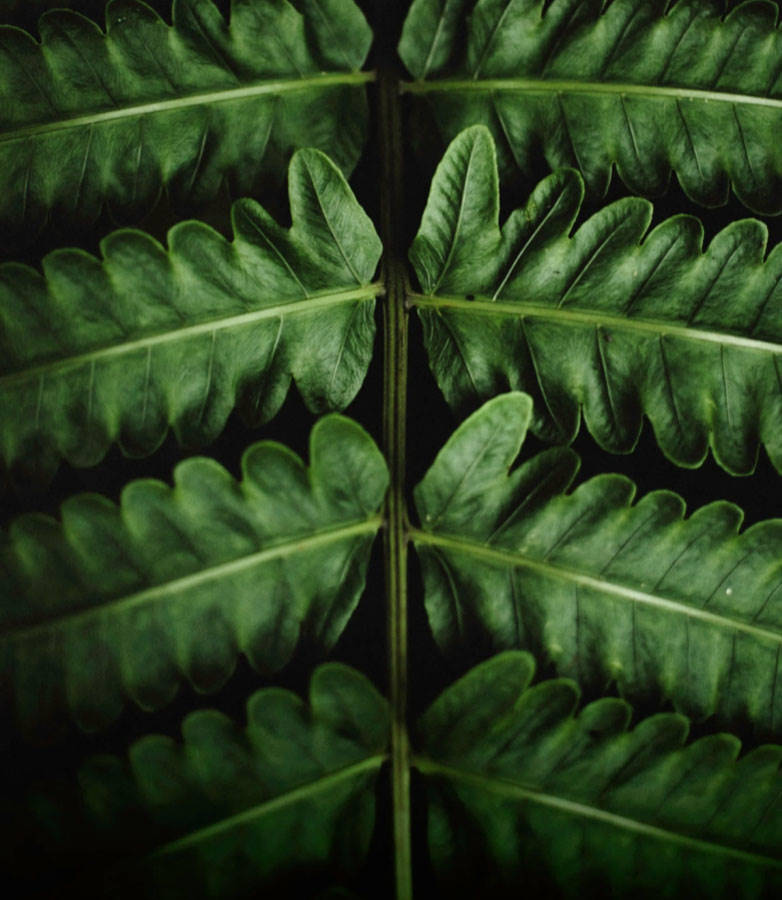 Garden Trends Report 2018 - primera parte