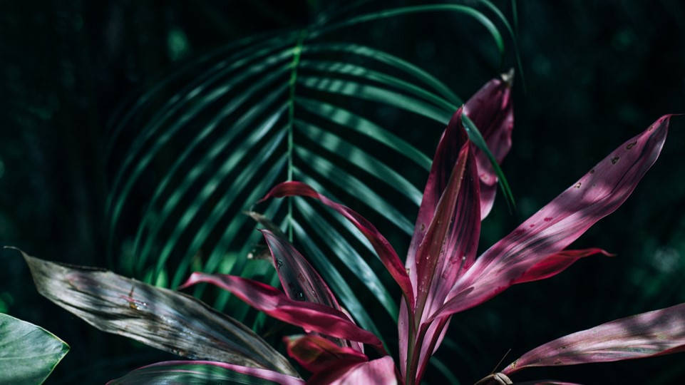 Wild Curation - seite 37