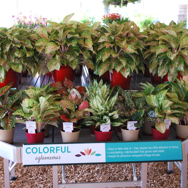 Graphic displays for benches