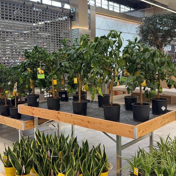 Gurt Flora elige el mobiliario de Orlandelli para su imponente tienda de Kyiv