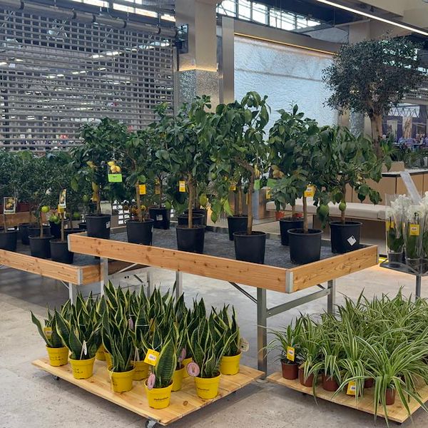 Gurt Flora choisit le mobilier Orlandelli pour son imposant magasin de Kyiv
