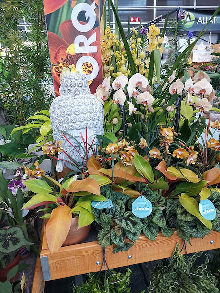 Iberflora 2021: découvrez l'exposition Orlandelli