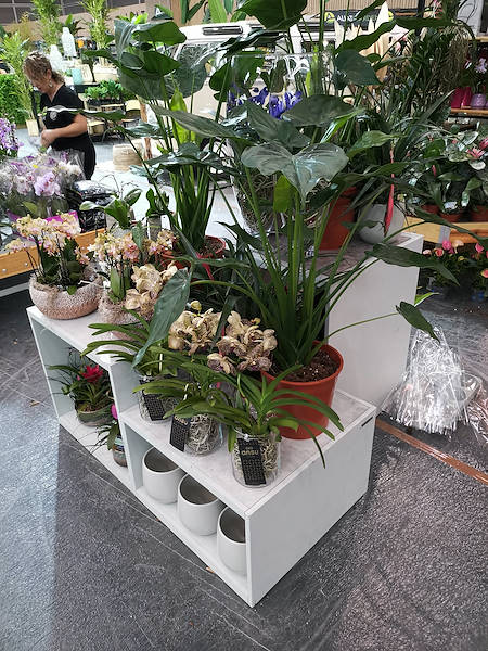 Iberflora 2021: descubre la exposición de Orlandelli por AliatGarden