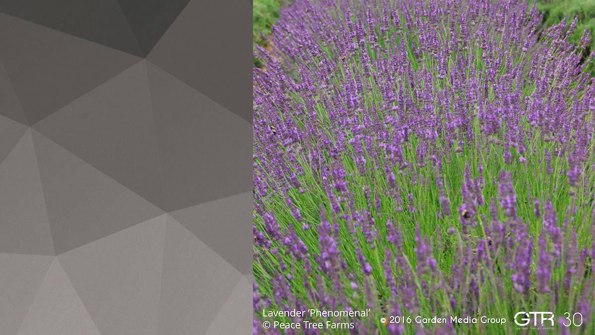 Investigación en la Función de los Jardines 2017