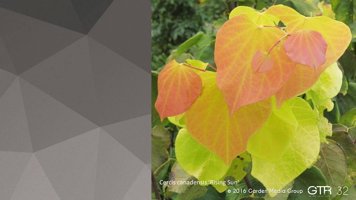 Investigación en la Función de los Jardines 2017