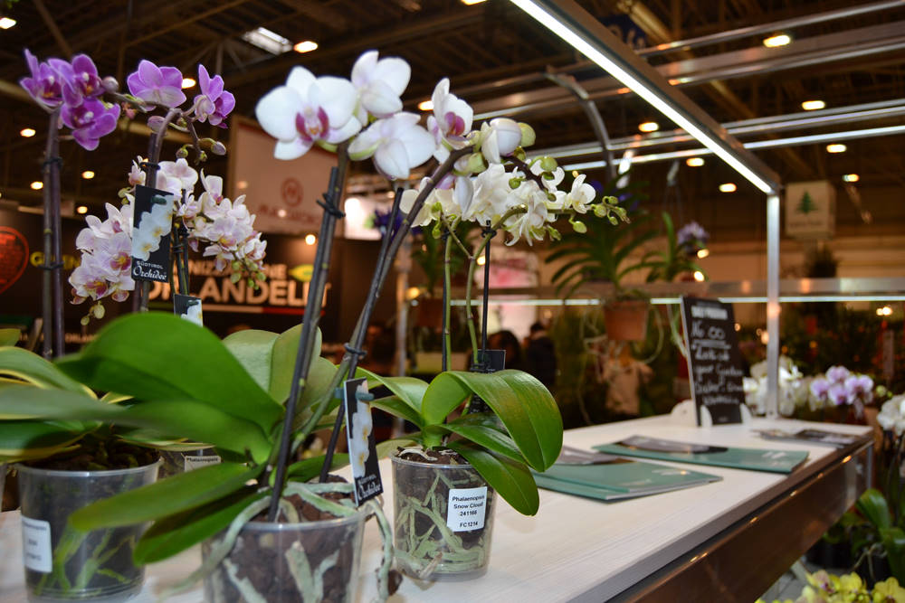 IPM ESSEN 2015: nombreuses nouveautés à l'INSPIRATION CENTER