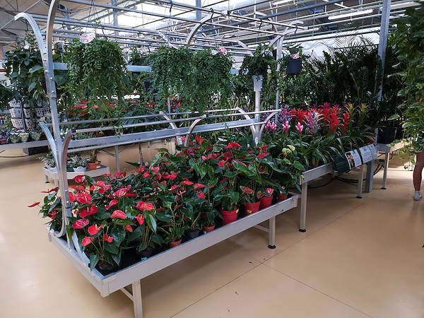 Jardinerie Mondo Verde, restyling de l’espace dédiée aux plantes d’intérieur