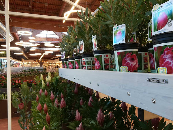 La Serre de Flora Toscana