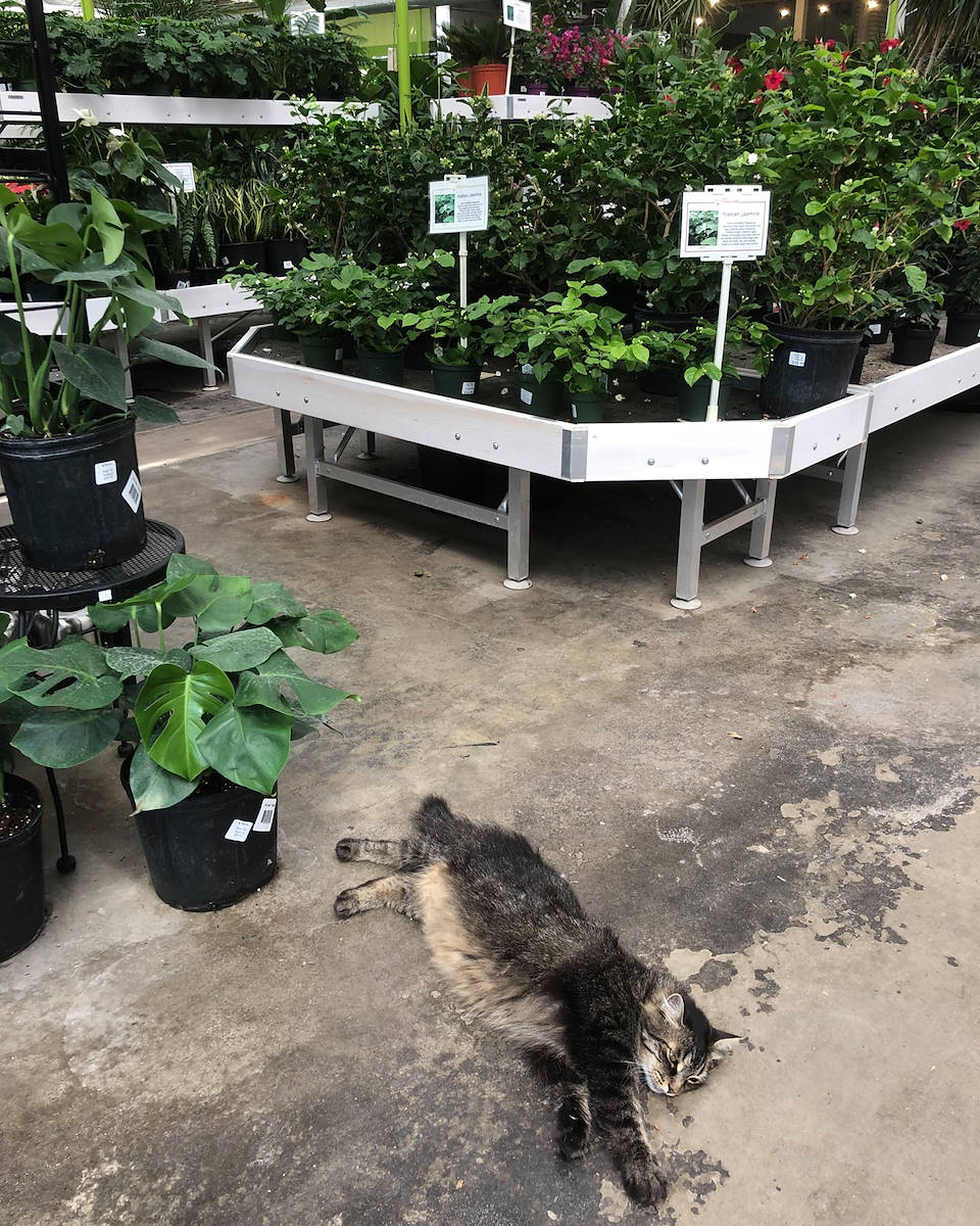  Los mesas expositores de Orlandelli con Lacey