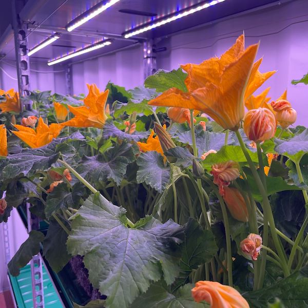 Experience the Cart with LED Lights for 60 Days!