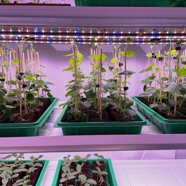 Format SALLE DE GERMINATION